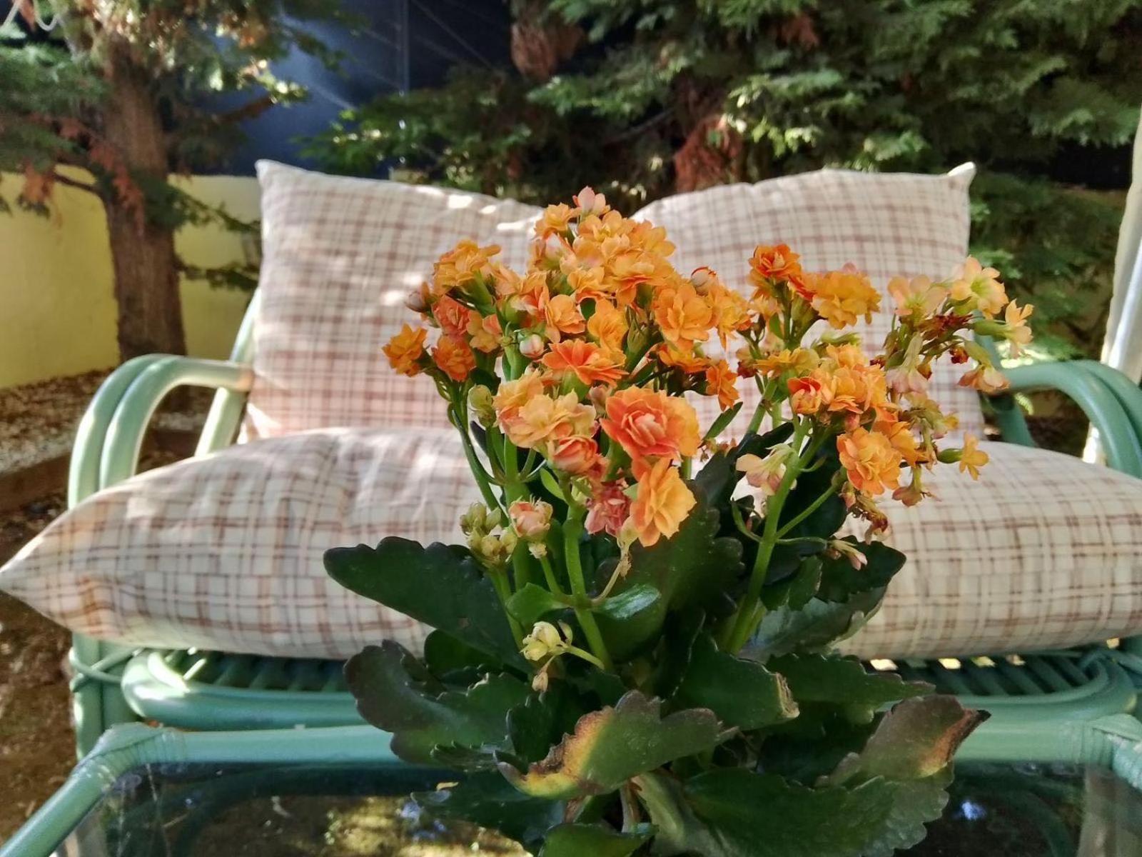 ארטמידה Like My Home מראה חיצוני תמונה
